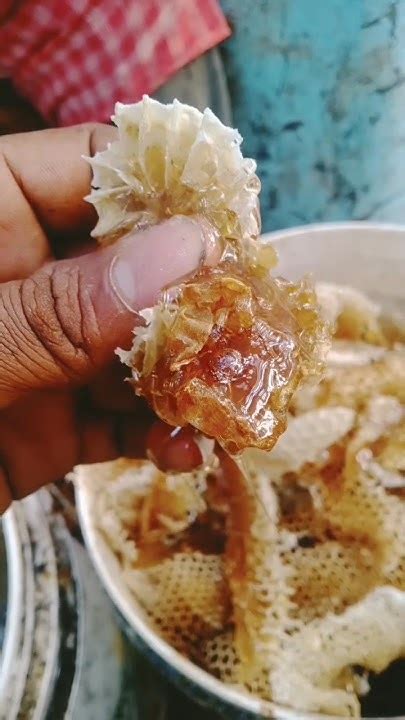 Bee Honey Farming 🐝 Pure Honey Check 🍯 Honey Beekeeping Shorts Youtube