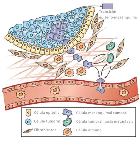 Hallan un complejo clave en la transición epitelio mesénquima