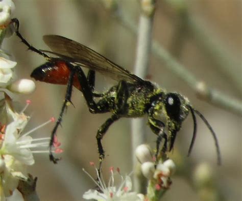 Sphecid Sp Prionyx Bugguide Net