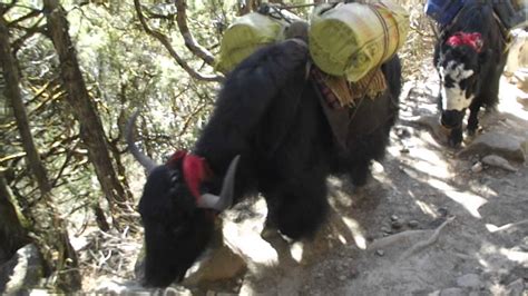 Yak Train Everest Base Camp Trek Nepal 2012 Youtube