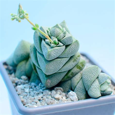 Crassula Deceptor Th Suculentas