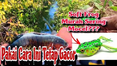 Mancing Casting Gabus Pakai Lure Soft Frog Paling Murah Di Pasaran