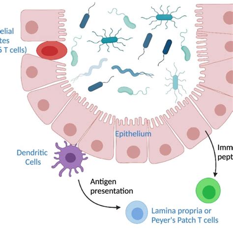 Pathways Of T Cell Interactions With Commensals Depicted Are Commensal