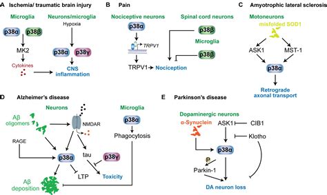 Frontiers Functions Of P Map Kinases In The Central Nervous System