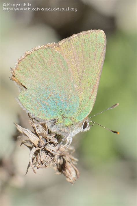 Callophrys Rubi 957995 Biodiversidad Virtual Invertebrados