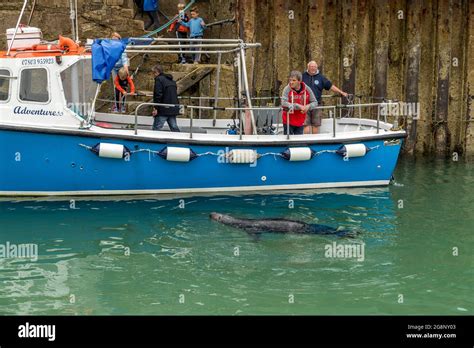 Seal And Children Hi Res Stock Photography And Images Alamy