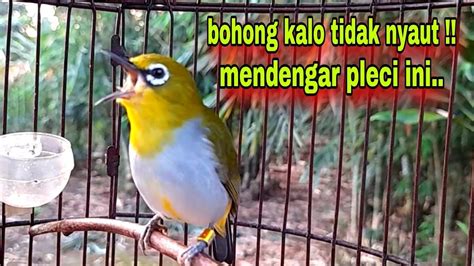 Burung Pleci Gacor Ngalas Nembak Pleci Bustomi Gacor Mancing Lawan