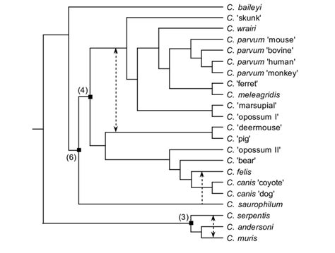 A Reconciled Tree Of The Actin Gene Tree For Genotypes Of