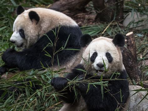 How To Protect Giant Pandas Phaseisland17