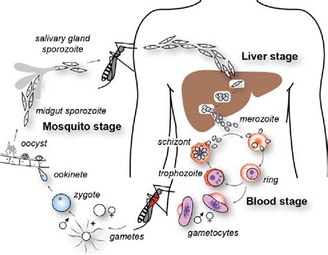 Figure From Analysing The Role Of Semiochemicals In The Oviposition