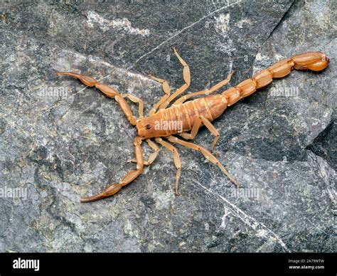 Scorpion Yellow Desert Hi Res Stock Photography And Images Alamy