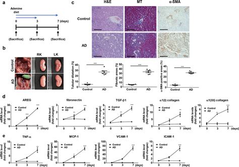 Establishment Of Ad Induced Mice And Kinetic Analysis Of Areg