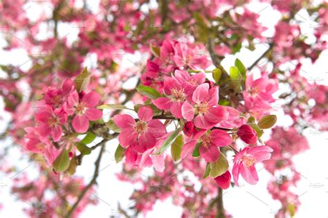 Blossoming Apple Tree Featuring Apple Apple Tree And Background