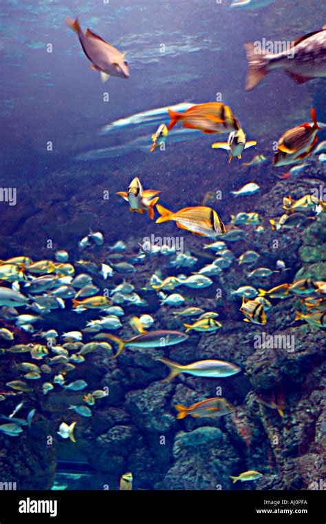 Marine Aquarium Of Schools Of Fish Stock Photo Alamy