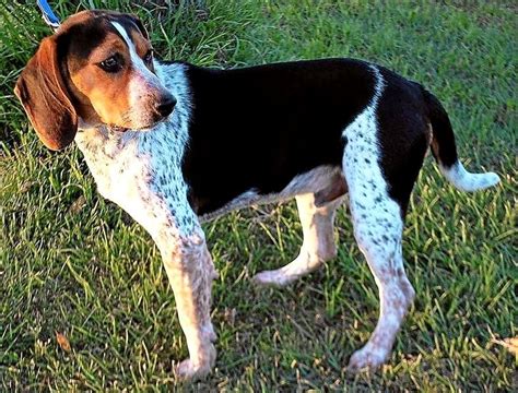 Bluetick Hound Beagle Mix