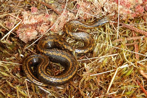 New species of snake found in Peru named after Harrison Ford - New ...