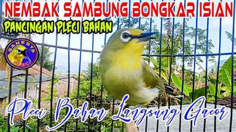 Pleci Bahan Segera Ngalas Nembak Dan Bongkar Isian Setelah