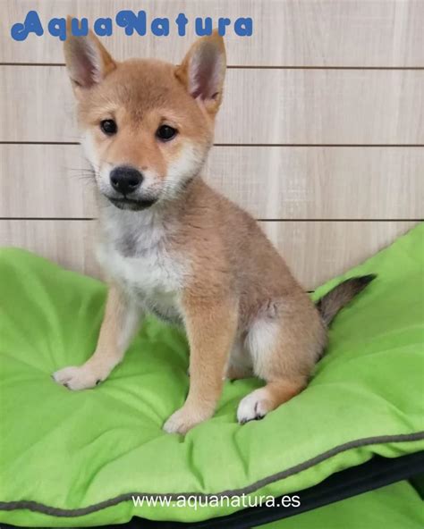 Shiba Inu Hembra De Mayka Vendido Aquanatura Criadero De