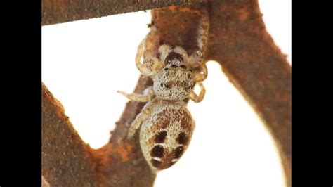 Coppered White Cheeked Jumping Spider Pelegrina Aeneola Pm Pdt