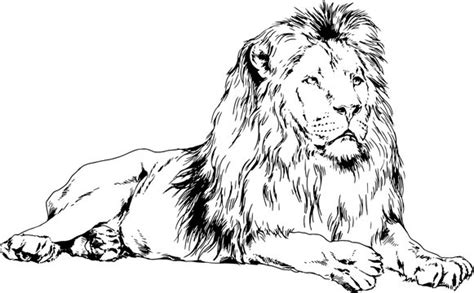 Lion Pencil Drawing Outline