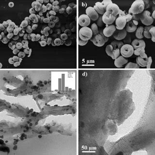 Scanning electron micrographs and transmission electron micrographs of ... 