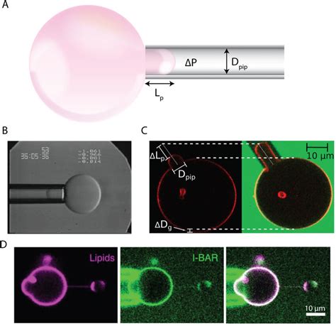 Micropipette Aspiration Of Guvs A Schematic Representation Of A