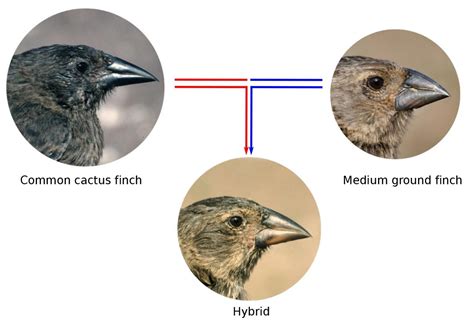 How Gene Flow Between Species Influenced The Evolution Of Darwins Finches