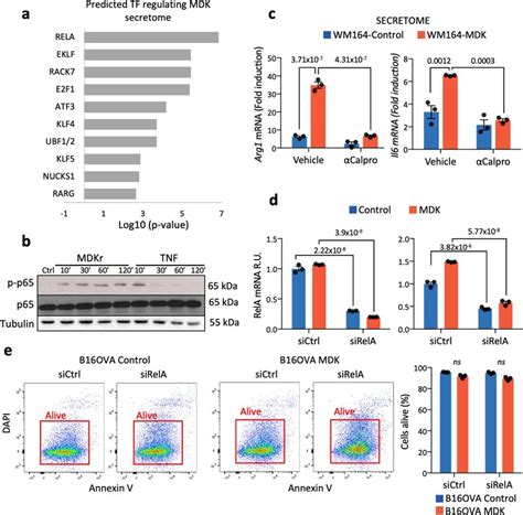 MDK and NF κB associated signaling a Predicted Transcription Factors