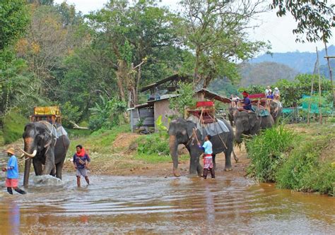 Elephant Trekking Thailand Stock Editorial Photo © Kalervok 20416875