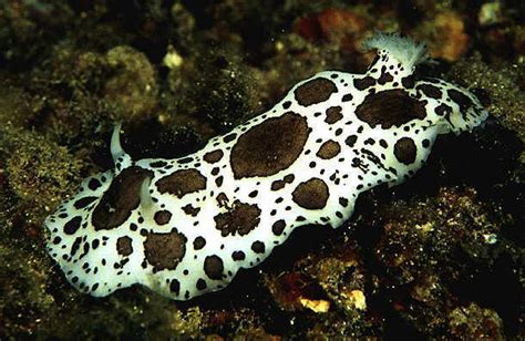 Peltodoris Atromaculata Bergh 1880