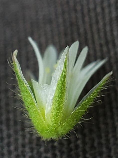 Cerastium Fontanum Ssp Vulgare Calflora