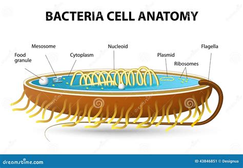 Bacteria Cell Anatomy Stock Vector Illustration Of Gram 43846851