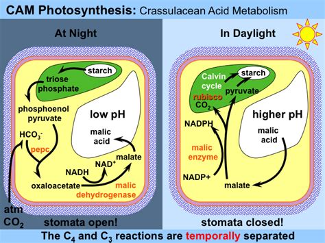 Structural And Physiological Adaptations - The Chaparral Biome