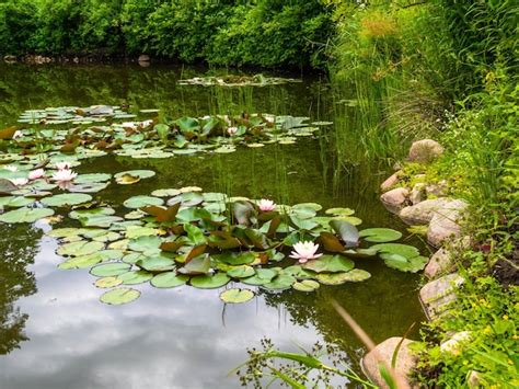 Premium Photo Closeup Blooming Water Lilies Or Lotus Flowers With