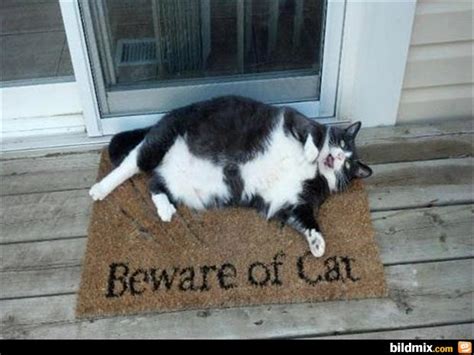 Hilarious Fat Cat Quotes Quotesgram