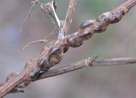 Scale Insects Bugguide