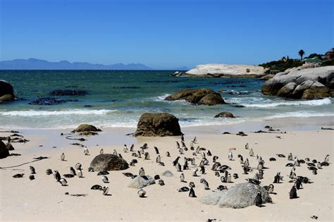 Pinguïns in Afrika bij Boulders Beach Stunningtravel