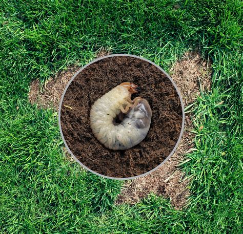 How To Get Rid Of Grubs In Lawn Effectively Bugtech