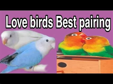 How To Pairing Lovebirds Best Love Birds Pairing Method YouTube