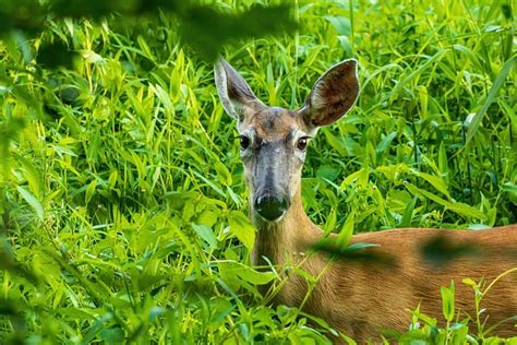 Whitetail Deer Doe Free Photo On Pixabay Pixabay