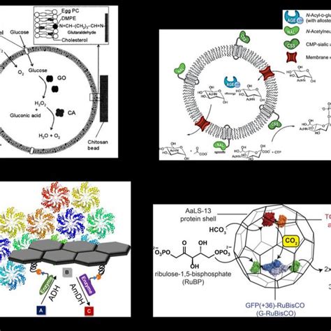 Enzymatic Reactions On Various Carriers A Schematic Drawing Of The