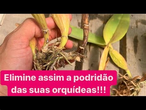 DICA PARA SALVAR SUA ORQUÍDEA QUE ESTÁ APODRECENDO YouTube