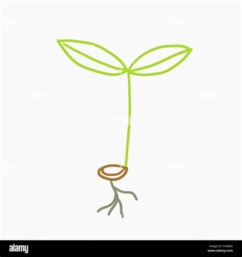 Doodle Drawn Seedling Plant Icon Vector Illustration Stock Vector Image And Art Alamy