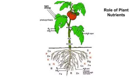 Classification And Role Of Plant Nutrients Ppt