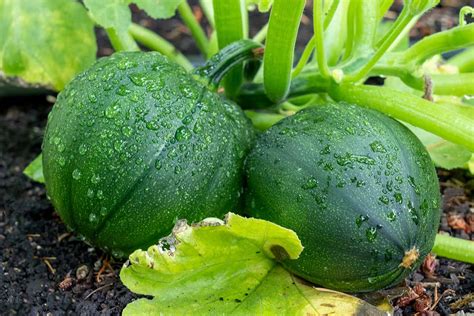 When And How To Harvest Zucchini Gardeners Path