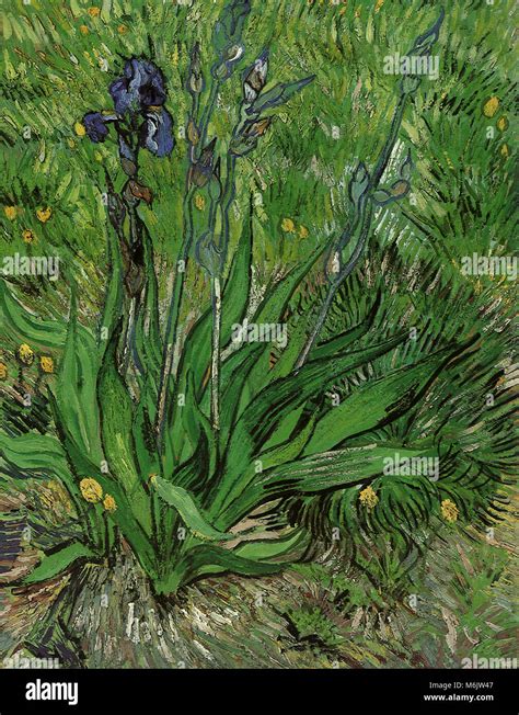 Iris Van Gogh Banque De Photographies Et Dimages à Haute Résolution