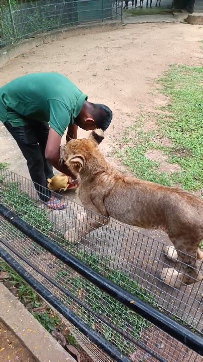 Simba Lion Cub Dehiwala Zoo Simbalioncub Dehiwalazoo Simba Lion