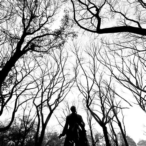 Grayscale Central Park Hawk Branches Ipad Air Wallpapers Free Download