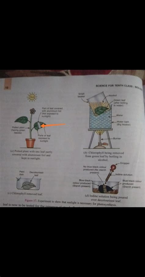 This Is An Image Of A Activity To Show That Sunlight Is Necessary For