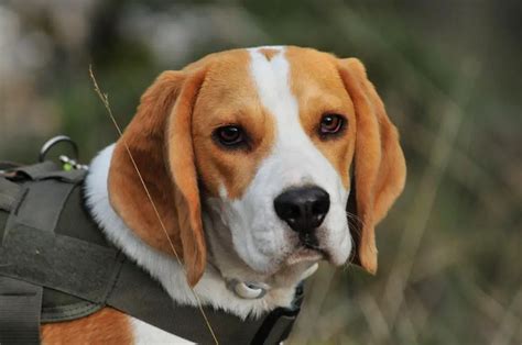 How Many Puppies Do Beagles Have Calculator For Predicting Beagle